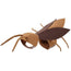 Pet transformation costume Halloween outing funny dog cockroach costume cat cute Halloween cockroach costume - PetxClub